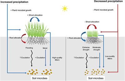 Precipitation Changes Regulate Plant and Soil Microbial Biomass Via Plasticity in Plant Biomass Allocation in Grasslands: A Meta-Analysis